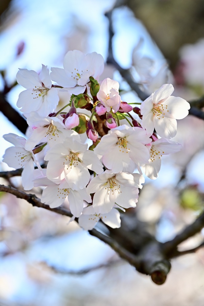 また今年も出会えた桜