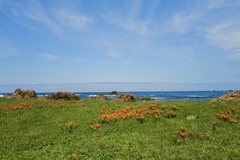 北片辺地区藻浦崎　
