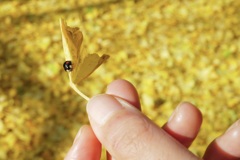 季節外れのてんとう虫