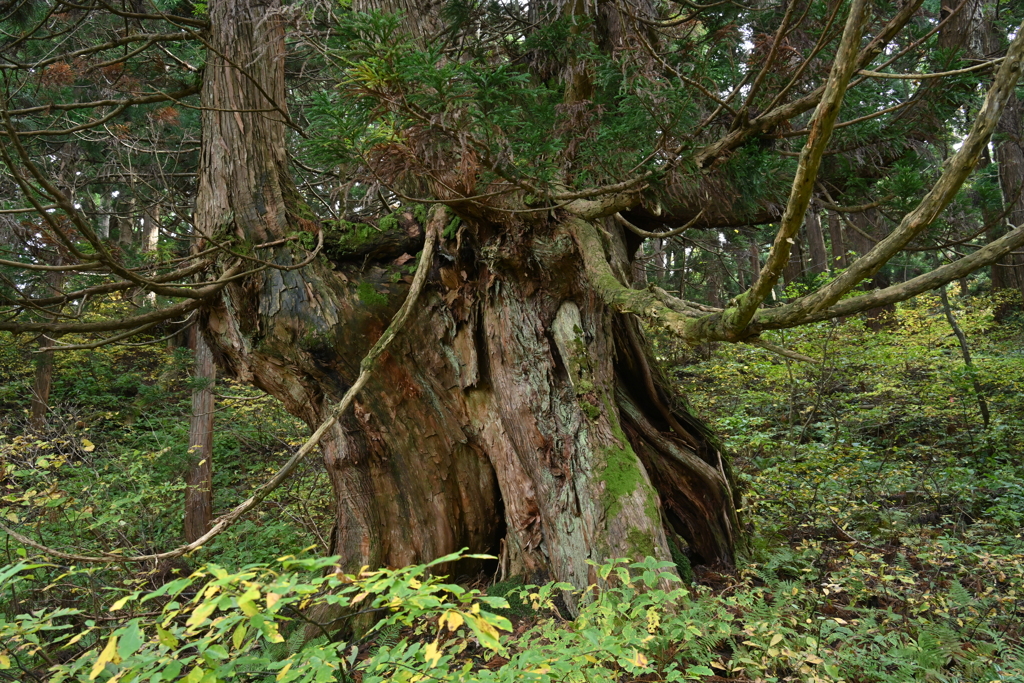 佐渡新潟大学演習林