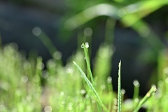 朝の散歩