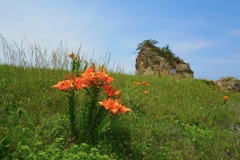 岩百合