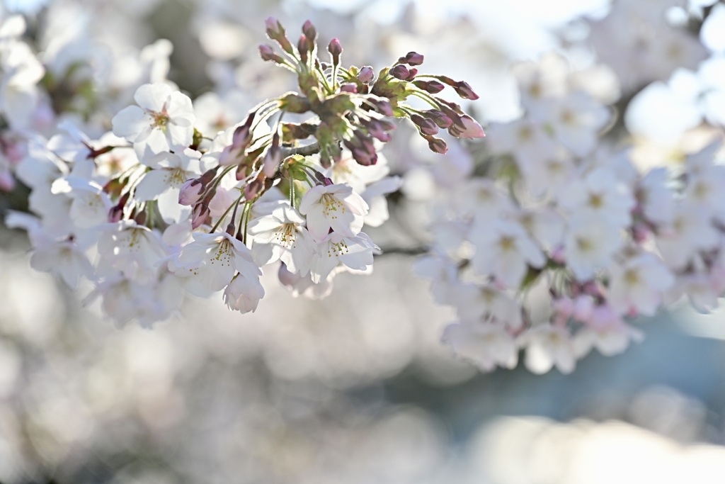 また今年も出会えた桜