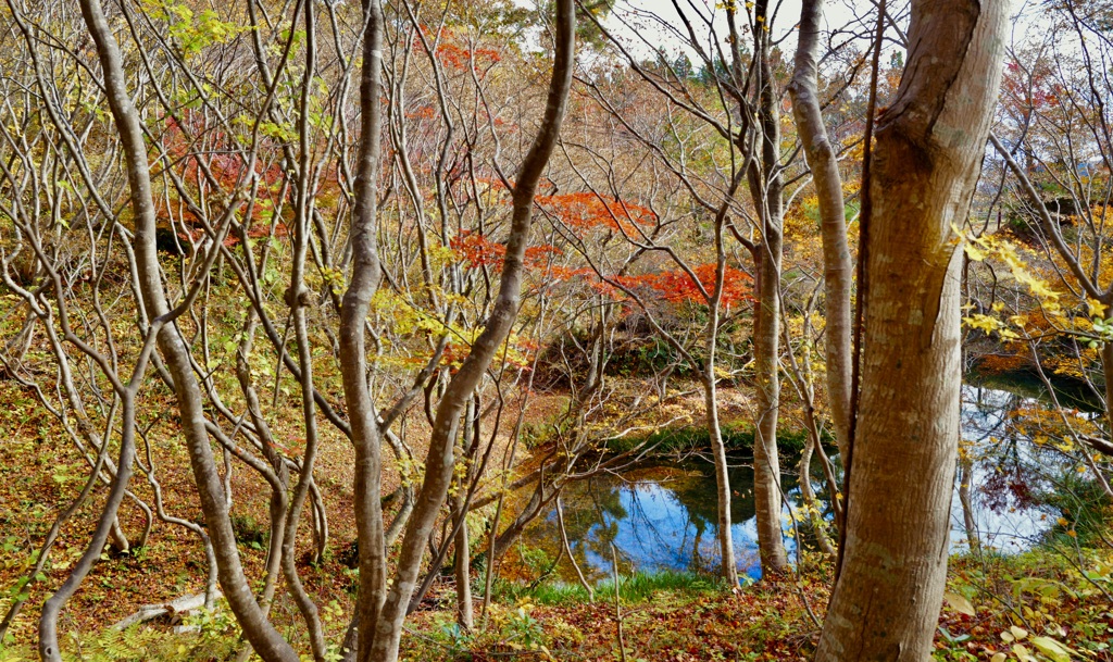 紅葉山公園