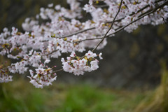真野公園の桜