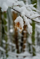 雪