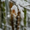 雪