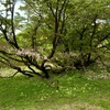 千龍桜