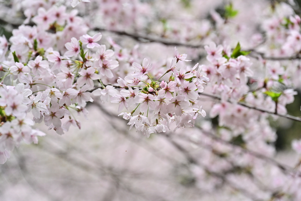 桜