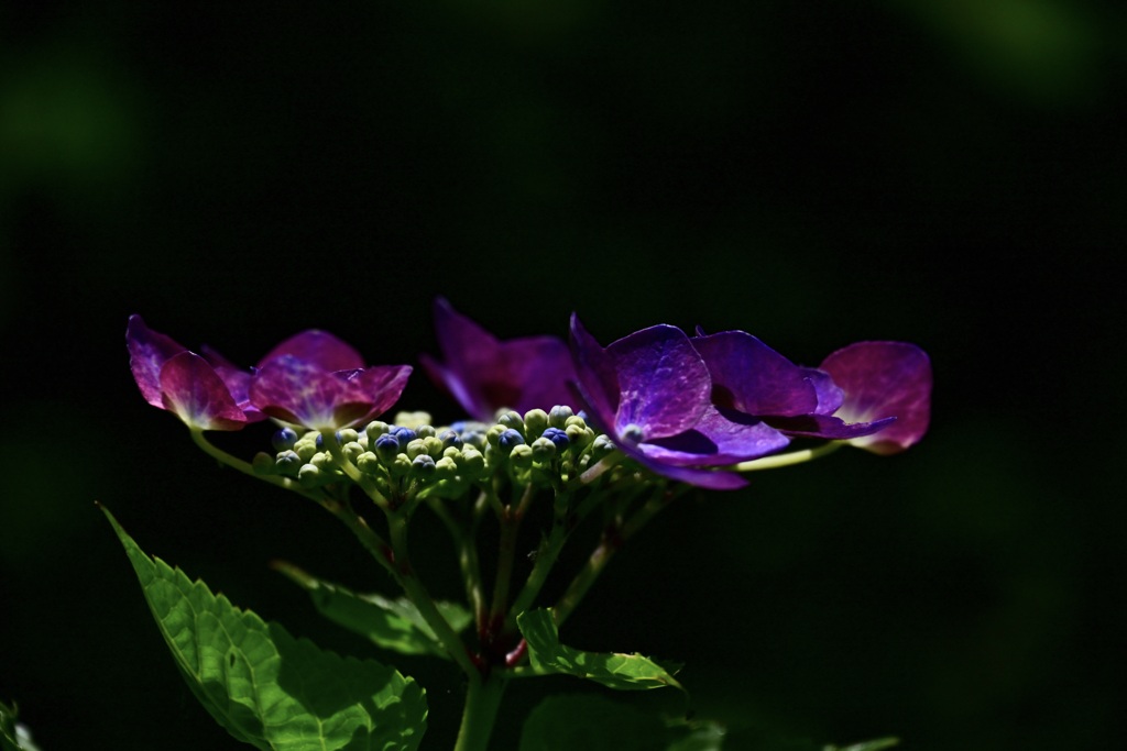 紫陽花