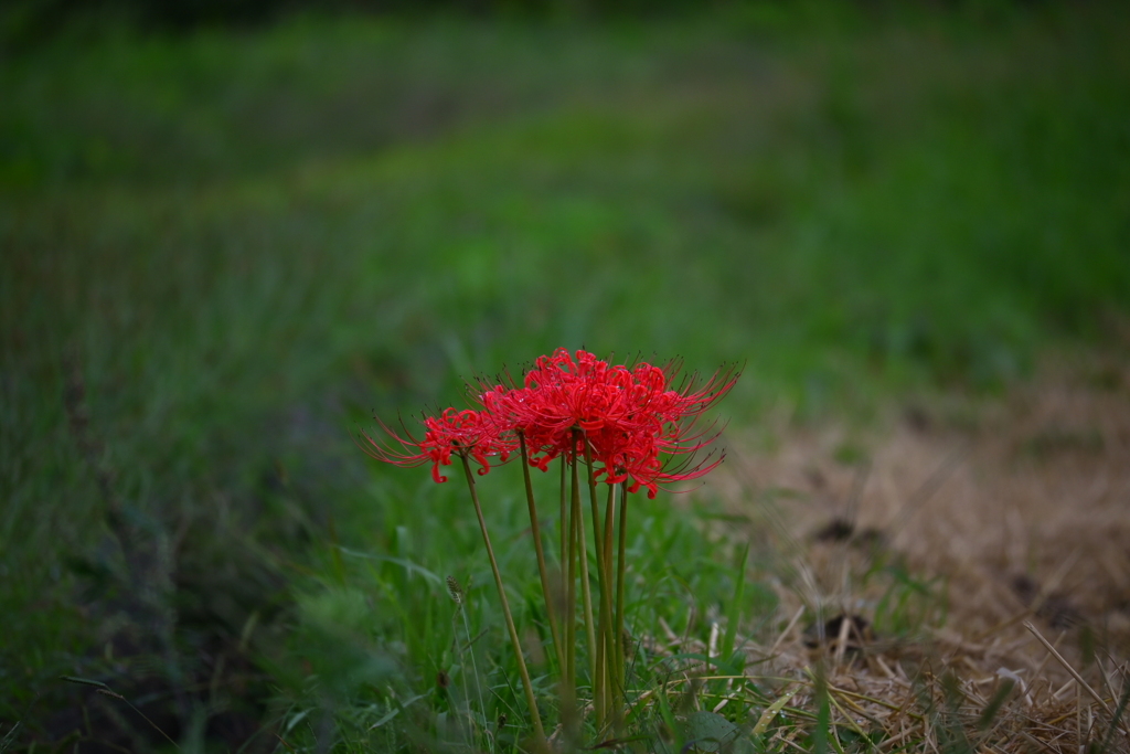 彼岸花