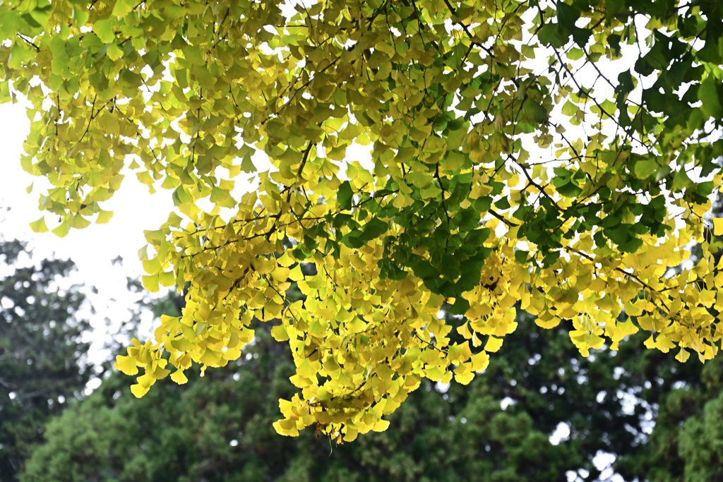 大野新穂の大銀杏