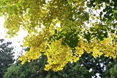 大野新穂の大銀杏