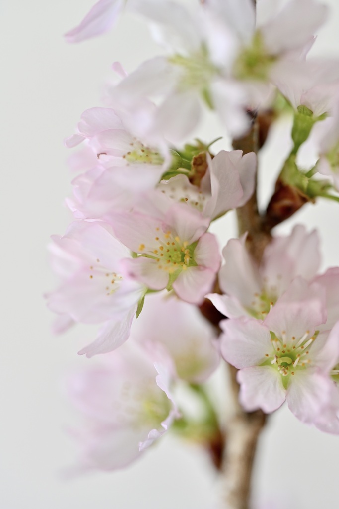 10月桜
