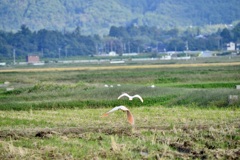 飛び去る