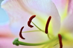 百合