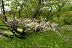 千龍桜