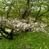 千龍桜