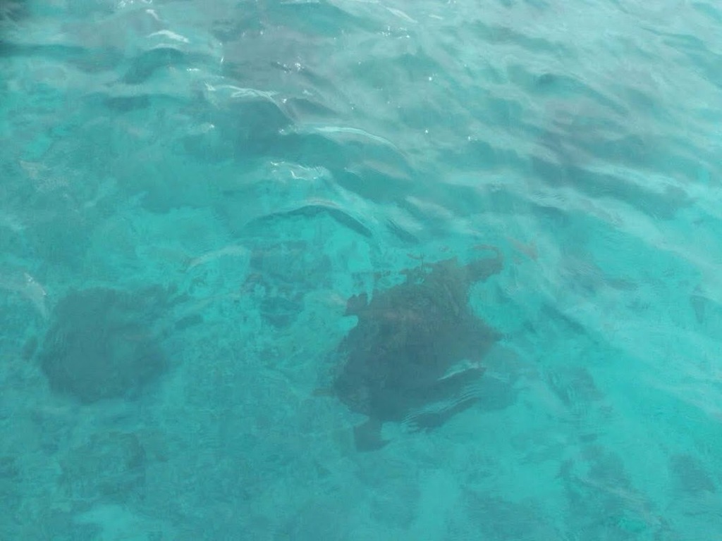 岡本数春も驚く海の透明度