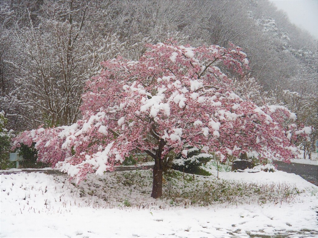 大山桜