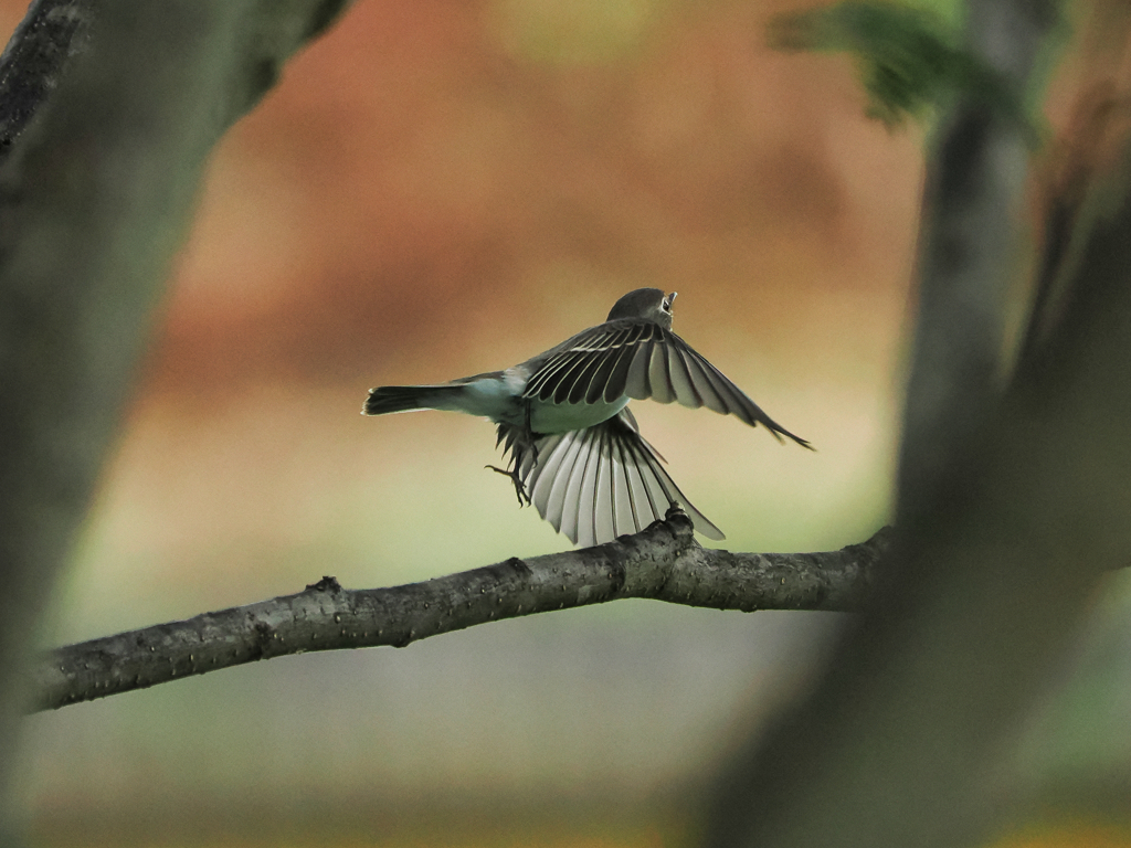 鳥撮り再開(2)！