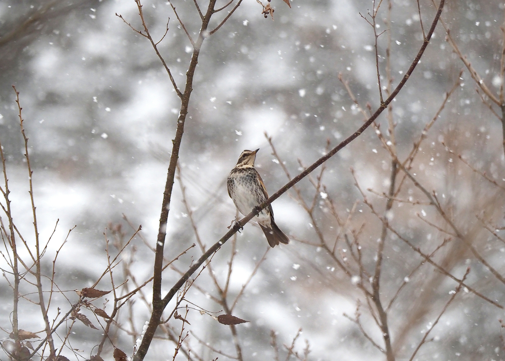 風雪に耐え