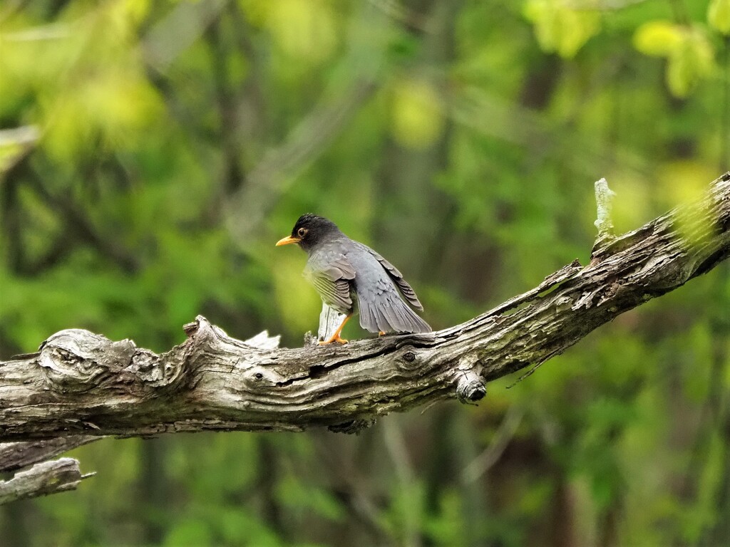 クロツグミ君の後ろ姿