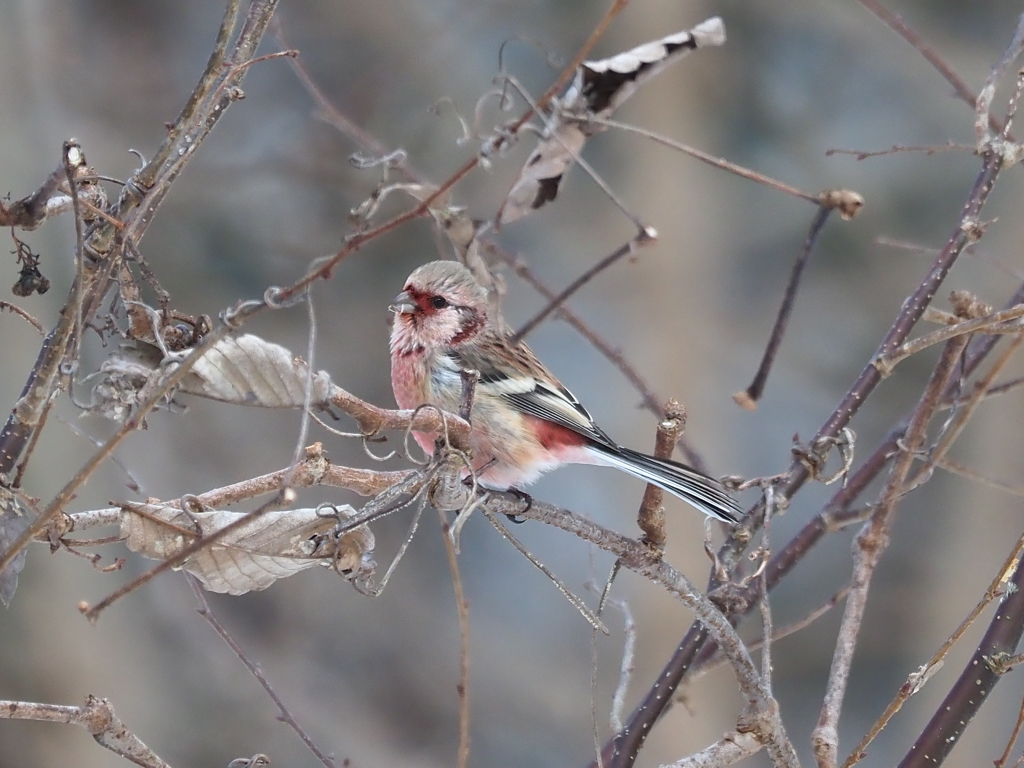 横の姿もいいね！