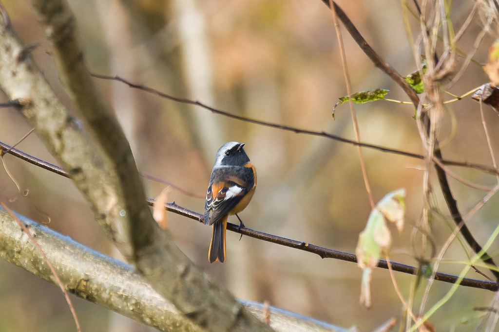 何か用ですか？