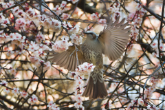 そろそろ梅も終わりかな～