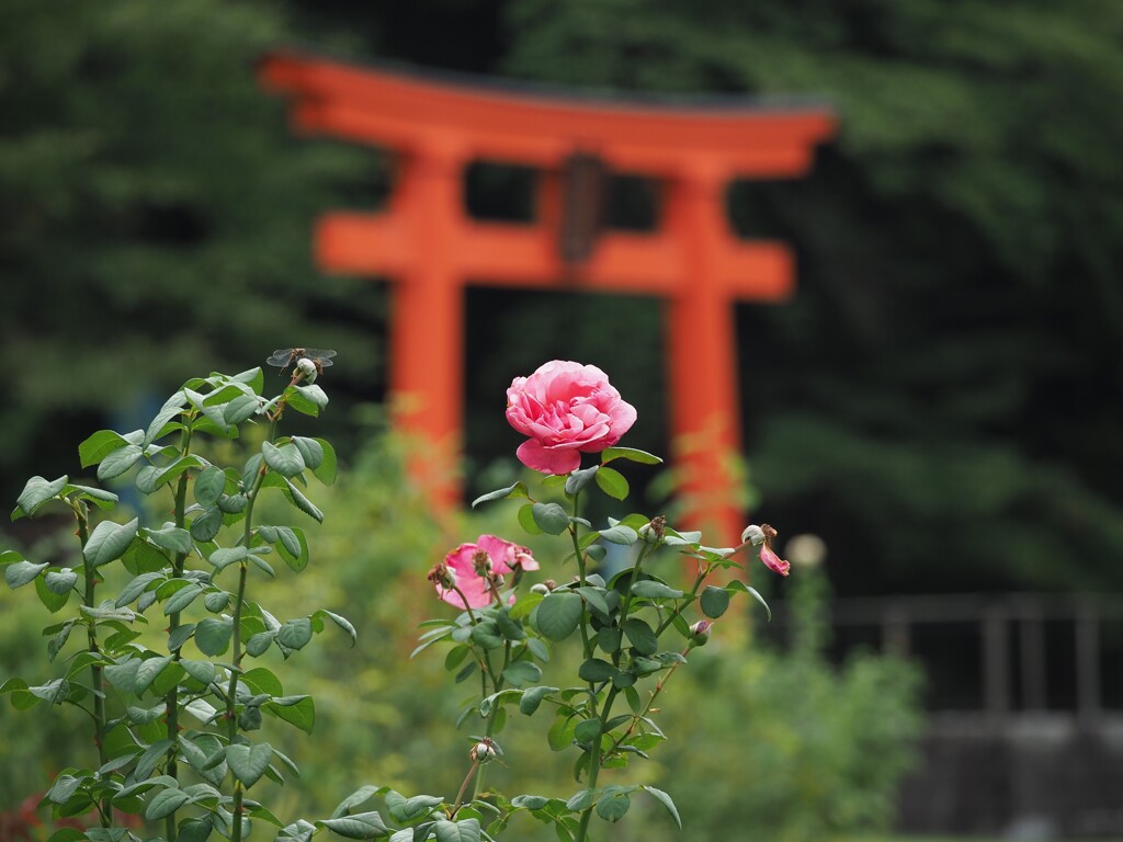 鳥居に負けない美しさ！