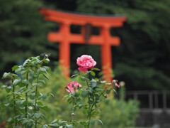 鳥居に負けない美しさ！