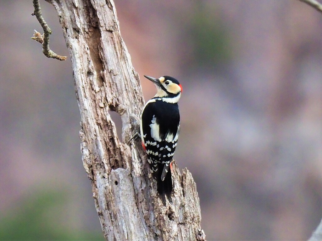 今日のアカゲラさんは鮮やかでした By クレア４９８４ Id 写真共有サイト Photohito