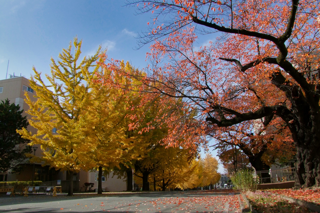 山形大学構内