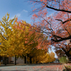 山形大学構内