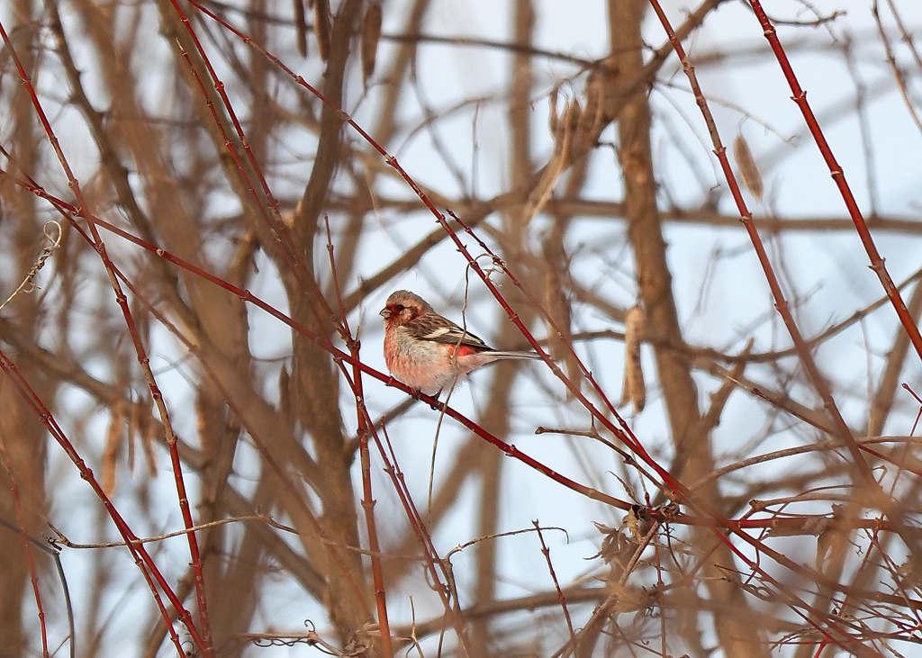 見つけた、久しぶり！