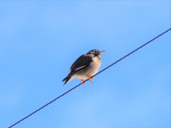 ３９年前のレンズと１５年前のカメラで！