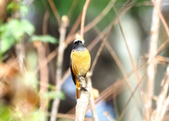 ごはん落とした！