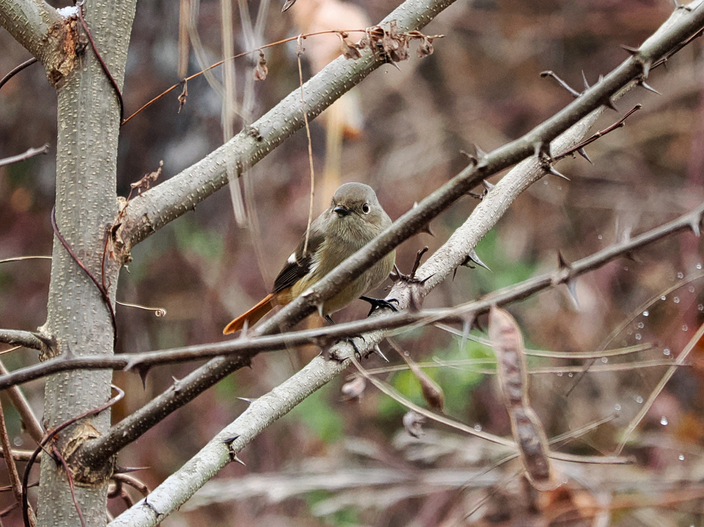 ジョビ子も精悍！