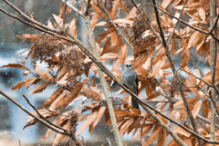 降りませんでした