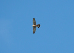 初めての出会い