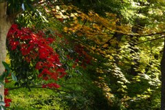 紅葉公園2