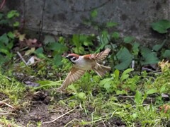 我が家のスズメさん