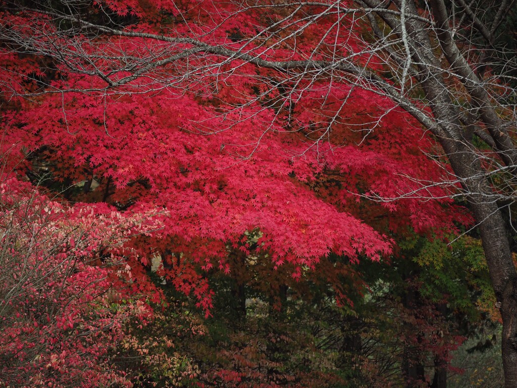 これが紅葉！