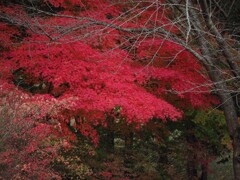 これが紅葉！