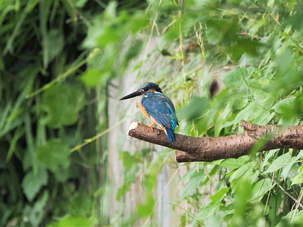 今日のカワセミさん2