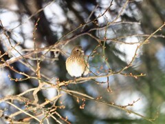 突然のお出まし