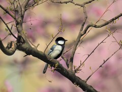 シジュウカラさんも桜が似合います