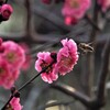 花粉症大丈夫？
