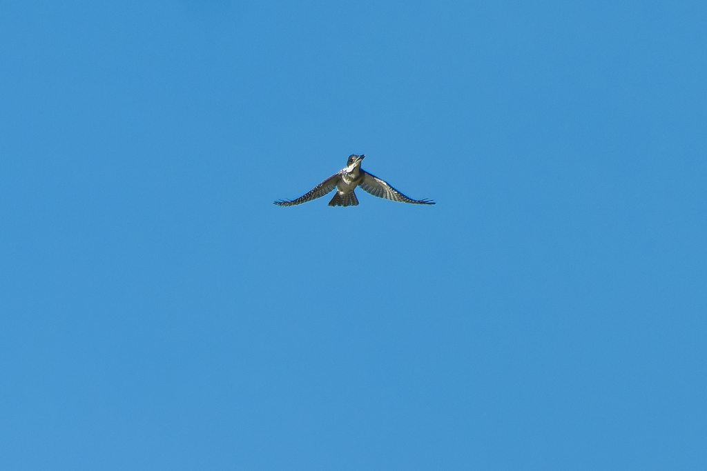 ハクチョウじゃなかった...